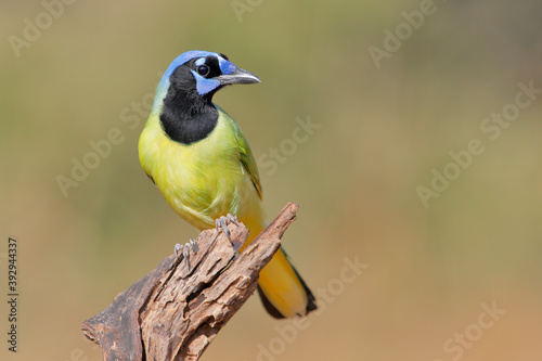 Green Jay (Cyanocorax luxuosus) perched, South Texas, USA photo