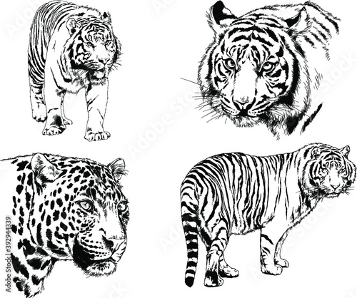 vector drawings sketches different predator   tigers lions cheetahs and leopards are drawn in ink by hand   objects with no background