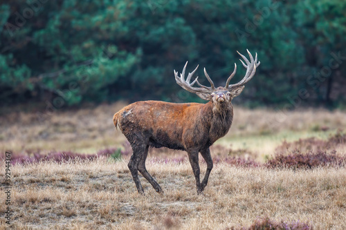 Red deer  Cervus elaphus  stag trying to impress the females in the rutting season  in the forest of National Park Hoge Veluwe in the Netherlands