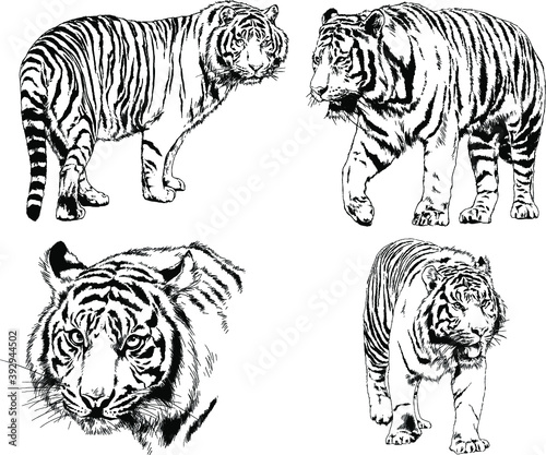 vector drawings sketches different predator   tigers lions cheetahs and leopards are drawn in ink by hand   objects with no background