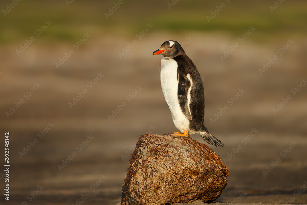 Close up of a Gentoo penguin standing on a rock Close up of a Gentoo penguin standing on a rock