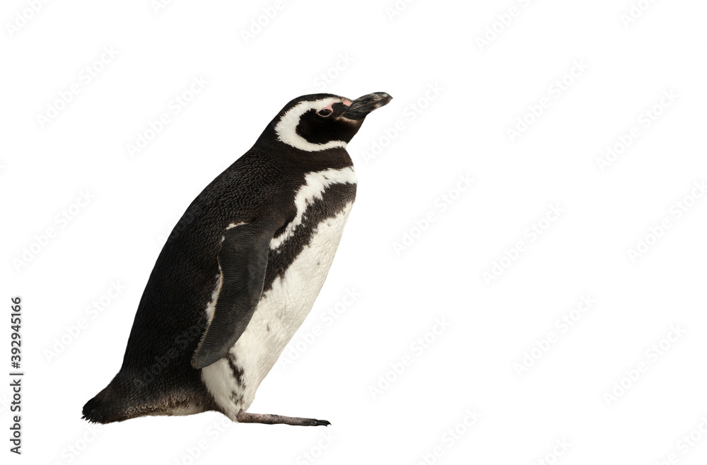 Obraz premium Magellanic penguin on a clear white background