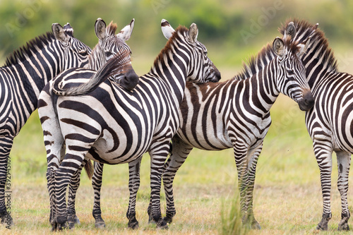 a group of zebras stands motionless in the savannah