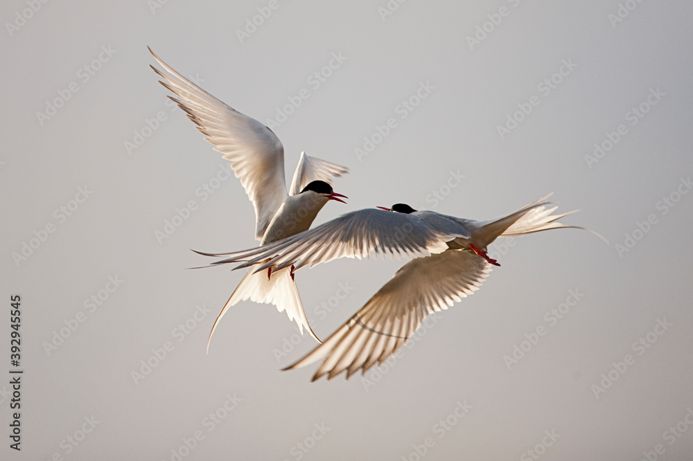 Obraz premium Arctic Terns in Flight, Svalbard, Norway