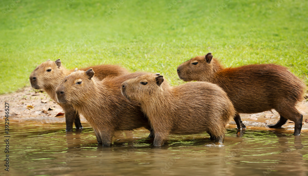 Regno Capybara 3 