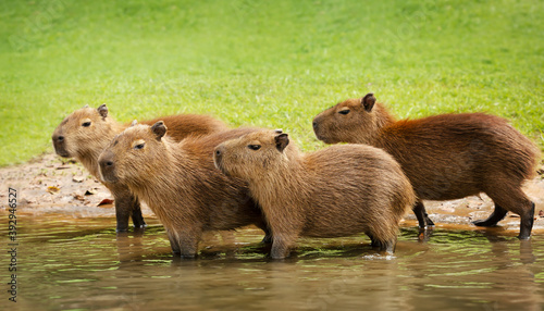 Group of baby Capybaras on a river bank