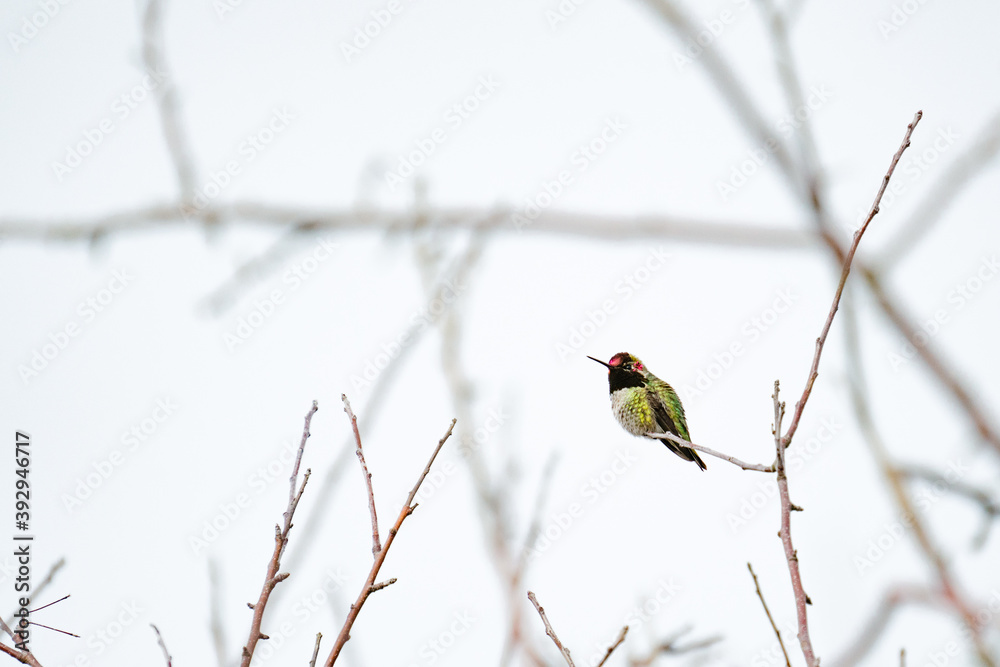 Fototapeta premium View through the trees of an Anna's Hummingbird perched on a branch