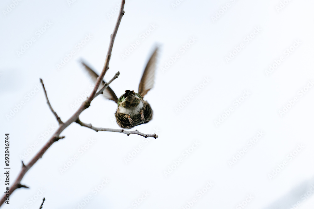 Fototapeta premium Rear view of an Anna's Hummingbird flying away