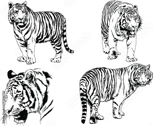 vector drawings sketches different predator   tigers lions cheetahs and leopards are drawn in ink by hand   objects with no background