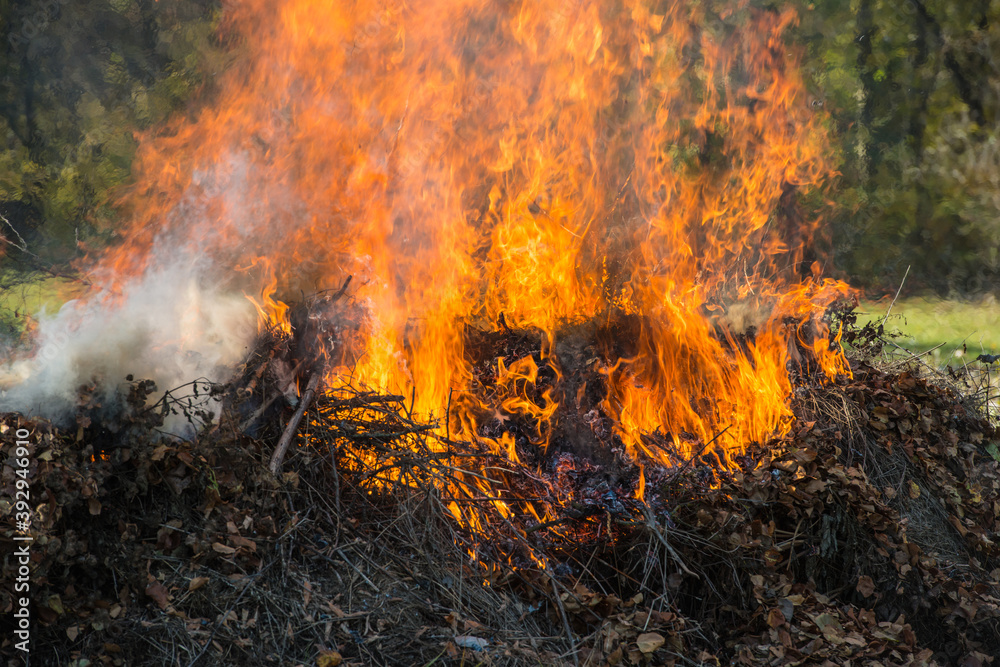burning dry fallen leaves in rural areas. burning dry fallen leaves in rural areas.