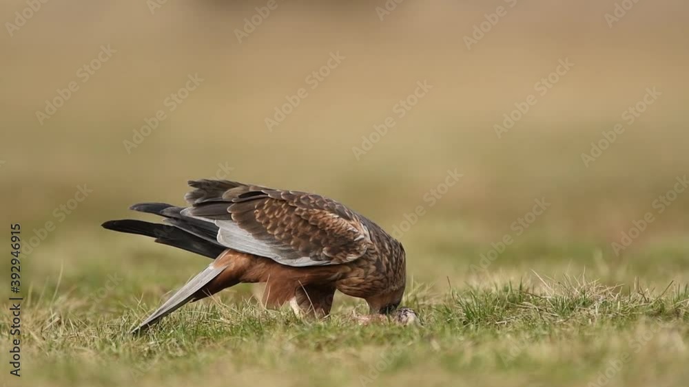 Western marsh harrier ( Circus aeruginosus ) Western marsh harrier ( Circus aeruginosus )