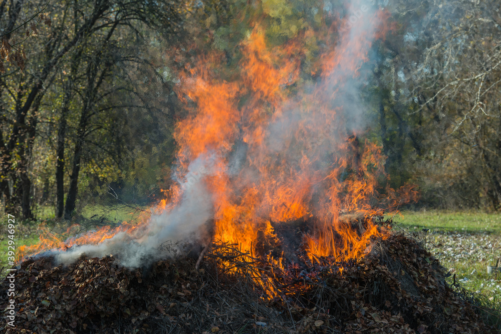 burning dry fallen leaves in rural areas. burning dry fallen leaves in rural areas.
