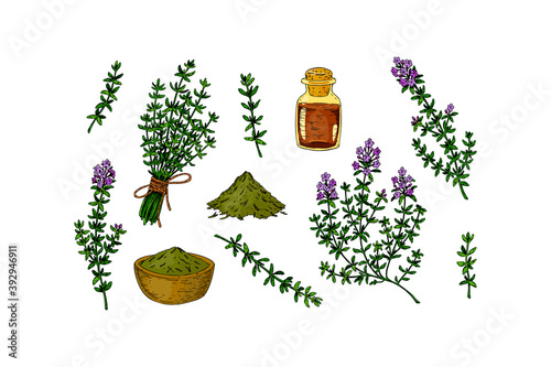 Set of hand drawn thyme branches in bloom and homeopathic and alternative medicine design elements. Vector illustration isolated on white. Botanical herbal plant in vintage colored sketch style. 