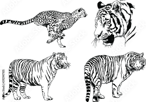 vector drawings sketches different predator   tigers lions cheetahs and leopards are drawn in ink by hand   objects with no background