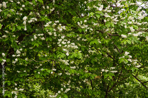 Bird cherry tree blooms in spring, white flowers close-up.