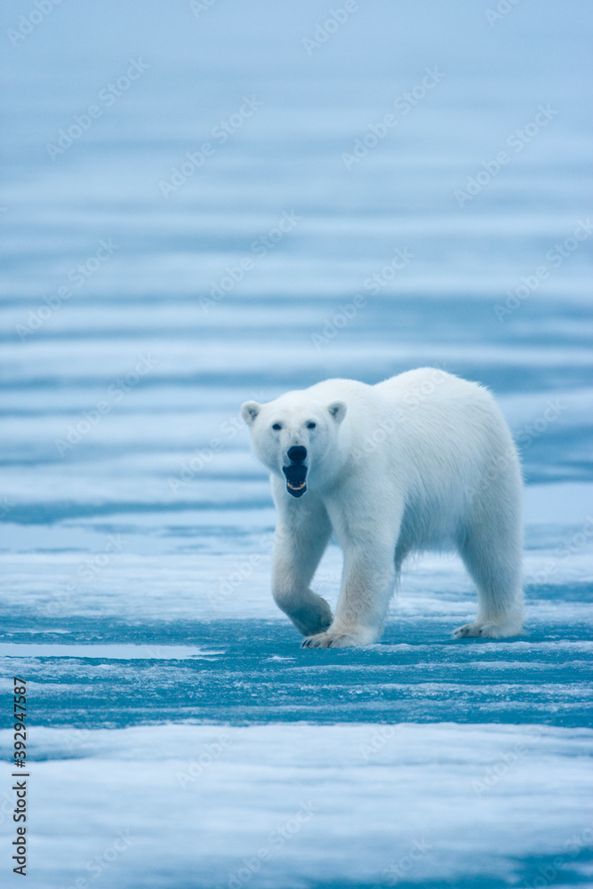 Polar Bear, Svalbard, Norway Polar Bear, Svalbard, Norway