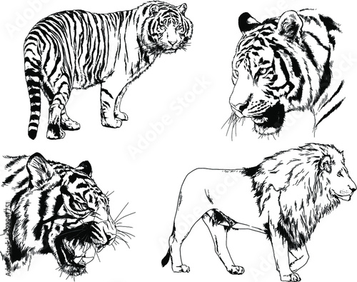 vector drawings sketches different predator   tigers lions cheetahs and leopards are drawn in ink by hand   objects with no background