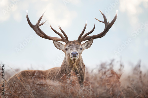 Close-up of a red deer stag on a misty autumn morning