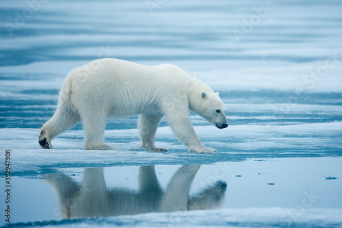 Polar Bear  Svalbard  Norway