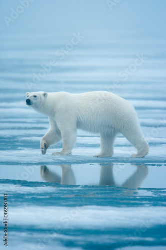 Polar Bear  Svalbard  Norway