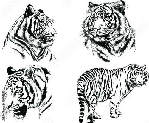 vector drawings sketches different predator   tigers lions cheetahs and leopards are drawn in ink by hand   objects with no background