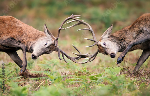 Red deer stags fighting during rutting season