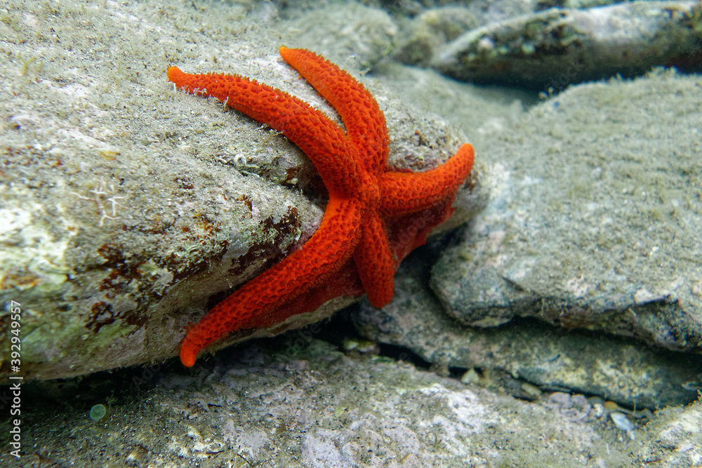 Mediterranean red sea star (Echinaster sepositus) Mediterranean red sea star (Echinaster sepositus)