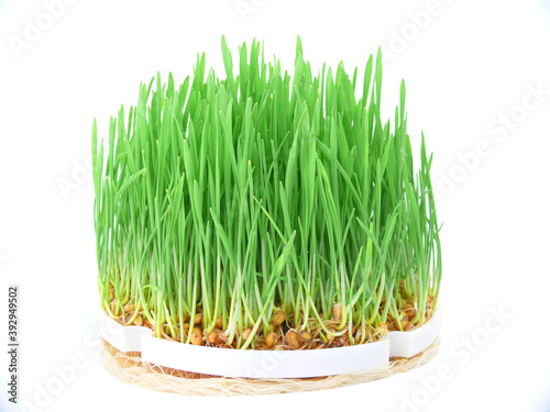 for healthy nutrition, cultivation of wheatgrass photo