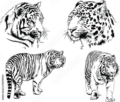 vector drawings sketches different predator   tigers lions cheetahs and leopards are drawn in ink by hand   objects with no background