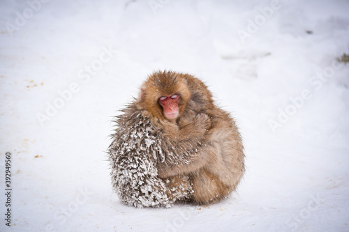 Photography two brown cute baby snow monkeys hugging and and sheltering each other from the cold snow with ice in their fur in winter