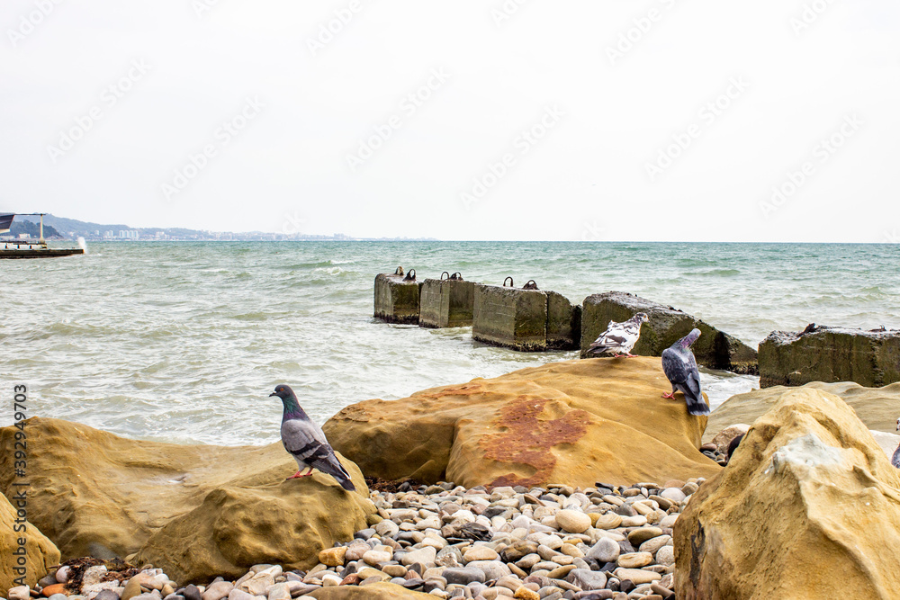 Wild pigeons on the rocky seashore during a storm. Multicolored color of birds. Large orange boulders, small rocks, breakwaters. The spray of the crashing waves.
