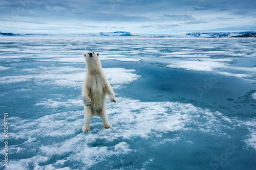 Polar Bear, Svalbard, Norway photo