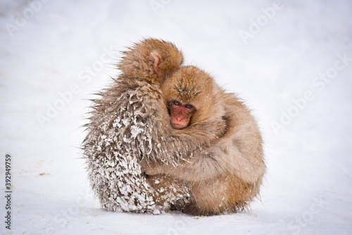 two brown cute baby snow monkeys hugging and and sheltering each other from the cold snow with ice in their fur in winter. Wild animals showing love and protection during difficult times in nature. © RoMaLi