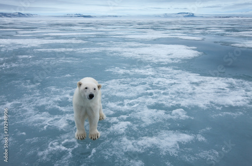 Polar Bear, Svalbard, Norway