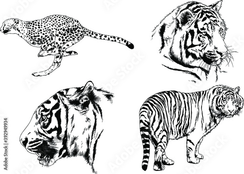 vector drawings sketches different predator   tigers lions cheetahs and leopards are drawn in ink by hand   objects with no background