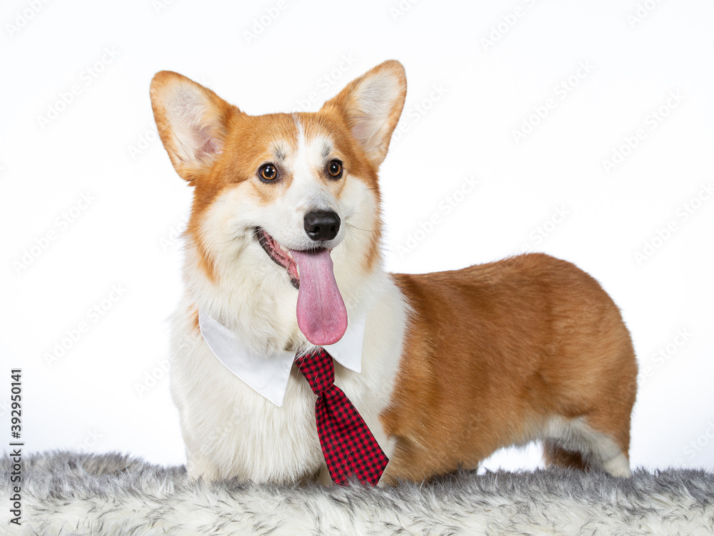 Cute corgi dog portrait. Image taken in a studio. The dog is wearing a red tie. Christmas outfit. Cute corgi dog portrait. Image taken in a studio. The dog is wearing a red tie. Christmas outfit.