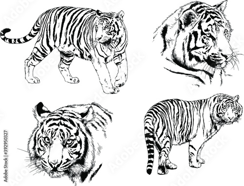 vector drawings sketches different predator   tigers lions cheetahs and leopards are drawn in ink by hand   objects with no background