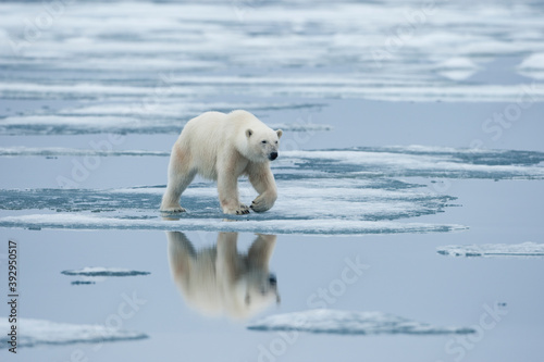Photography Polar Bear, Svalbard, Norway