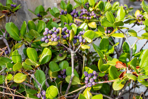 Fruit-bearing Rhaphiolepis indica. Evergreen shrub, multi-stemmed dwarf tree. The fruit is dark purple, round. Green leaves, small, oval. Sunlight. photo