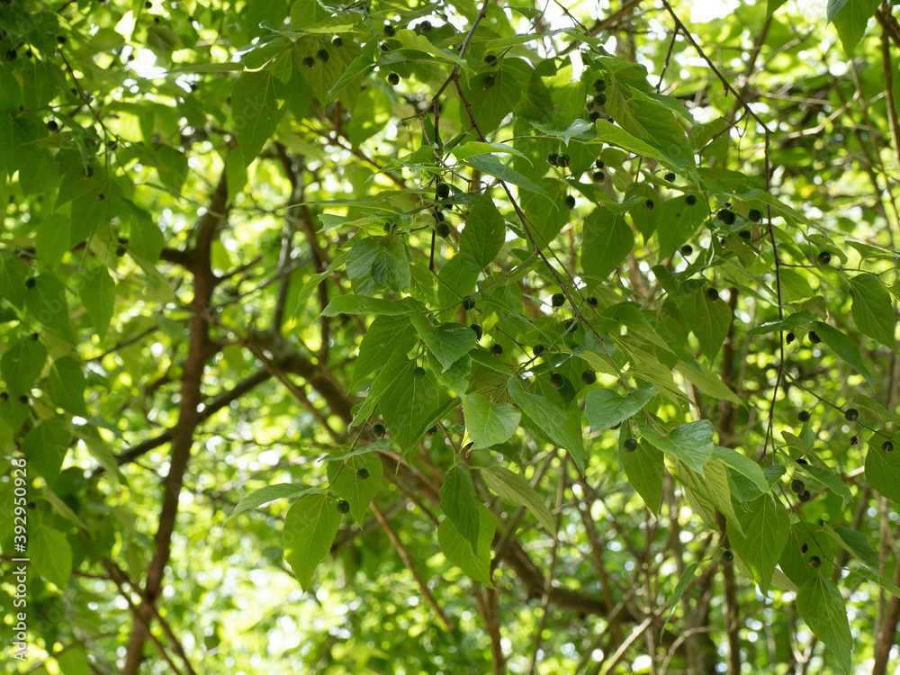 Celtis occidentalis | Common hackberry tree or nettletree branchlets with asymmetrical, pale yellow green textured leaves and small dark purple berries and green unripe fruits  