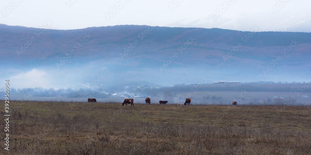 Obraz premium A herd of brown cows graze in a meadow in winter. Early morning in the village. Blue light fog over the field. The breeding of cows. Beautiful landscape with purple haze and snowy mountains.