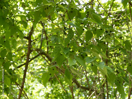 Celtis occidentalis | Common hackberry tree or nettletree branchlets with asymmetrical, pale yellow green textured leaves and small dark purple berries and green unripe fruits  