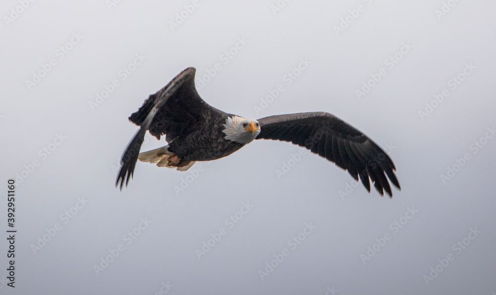 Eagle in flight over lake Coeur d'Alene Idaho Eagle in flight over lake Coeur d'Alene Idaho