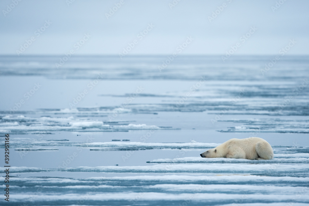 Naklejka premium Polar Bear, Svalbard, Norway