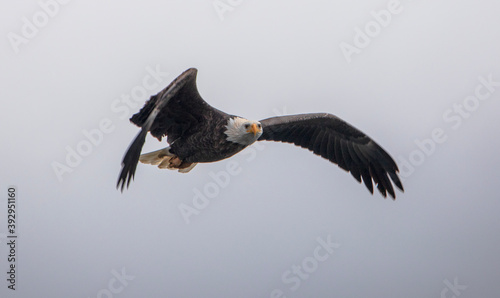 Eagle in flight over lake Coeur d'Alene Idaho
