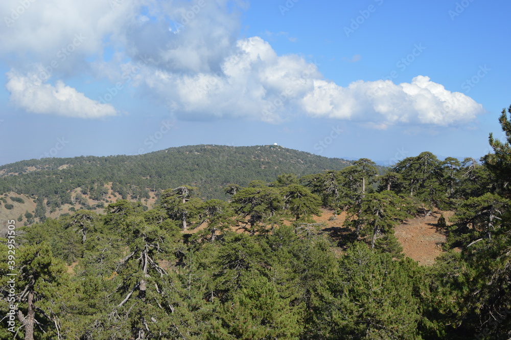 Хвойный лес с кедрами и соснами в горах на Кипре