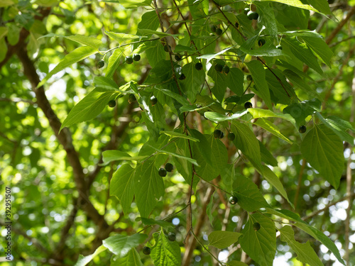 (Celtis occidentalis) Common or american hackberry tree with dense green foliage and small unripe fruits on branches photo