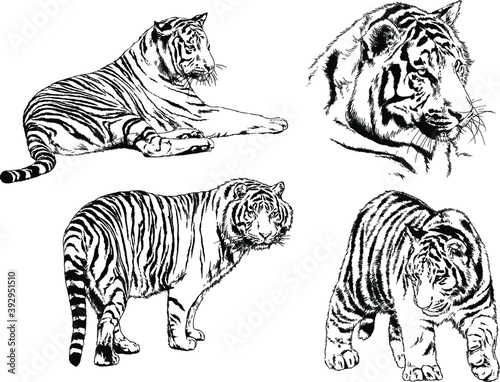 Fototapeta Naklejka Na Ścianę i Meble -  vector drawings sketches different predator , tigers lions cheetahs and leopards are drawn in ink by hand , objects with no background