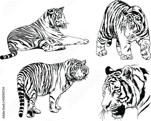 vector drawings sketches different predator   tigers lions cheetahs and leopards are drawn in ink by hand   objects with no background