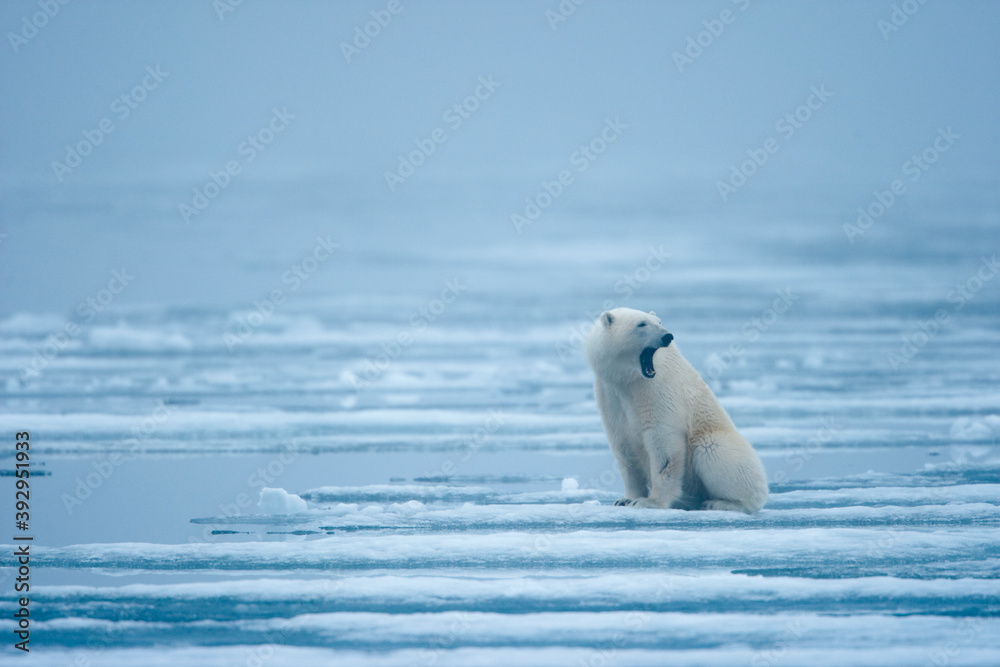 Fototapeta premium Polar Bear, Svalbard, Norway